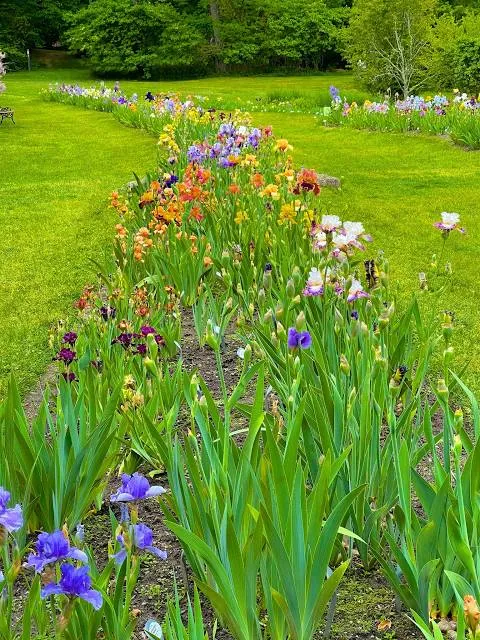 Presby Iris Gardens