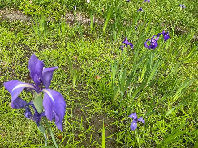 Yatsuhashi Kakitsubata Iris Garden