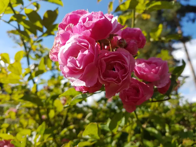 Kleingärtnerverein „Gartenfreunde Waldesruh e. V.“