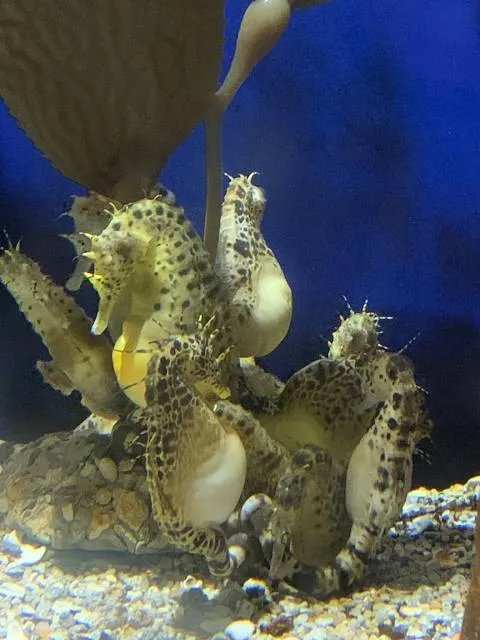 Audubon Aquarium