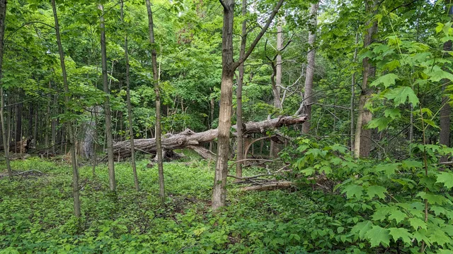The Jack Miner Bird Sanctuary- Kennedy Wood Picnic Area and Trails