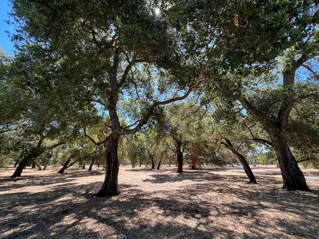 Stanford University Arboretum
