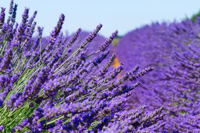 Lavender farm
