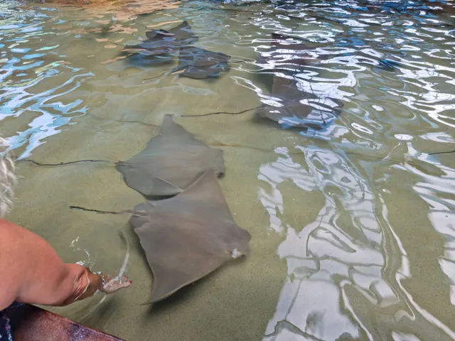 Stingray Lagoon