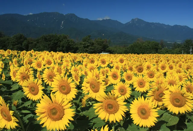 ホクトシアケノサンフラワーフェスノウソンコウエンカイジョウ