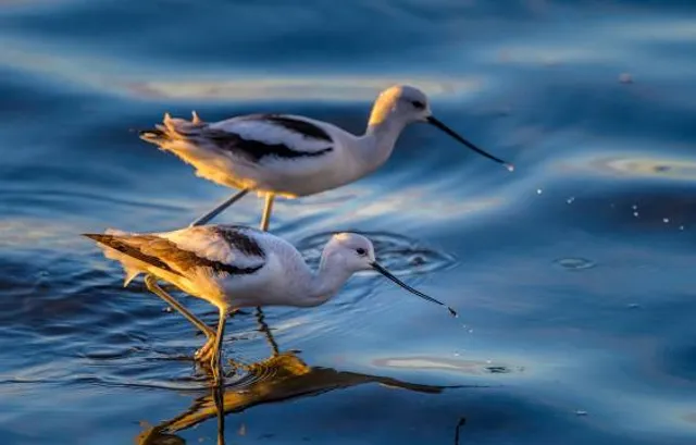 Martin Luther King Jr. Regional Shoreline