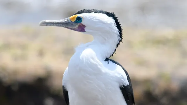 Aussie Bird Tours