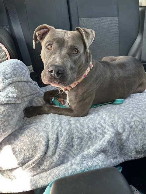 Lycoming County SPCA