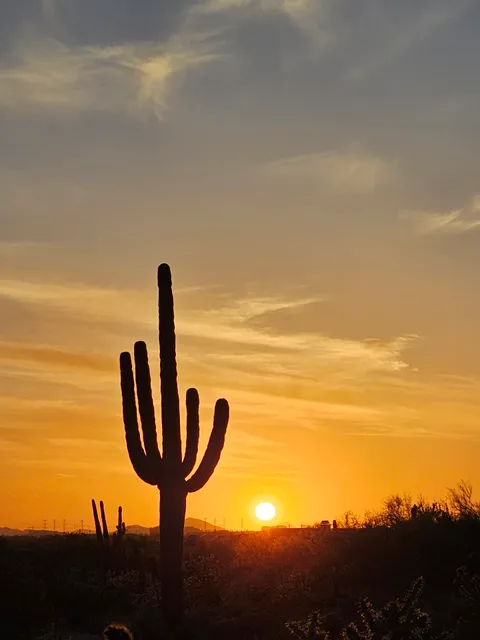 Trail Head Preserve - McDowell Mountains