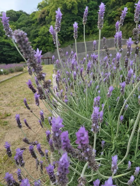 Nishinosho Fureaino Sato