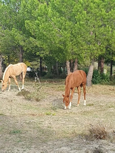 Presqu'île du Ponant
