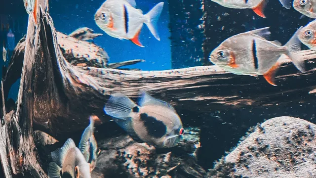 Svět pod hladinou Lipno