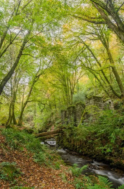 Kennall Vale Nature Reserve