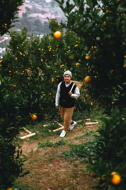 Jin Ju Orange Farm Mae Rim