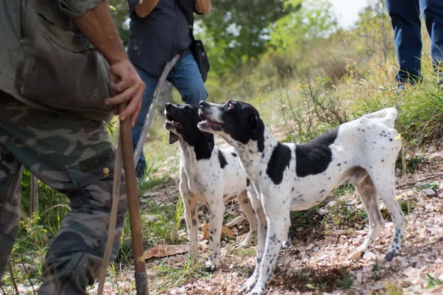 Wild Foods Truffle Hunt