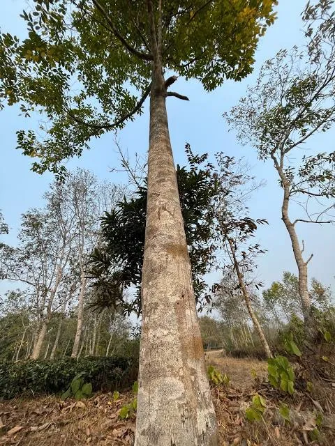 Parque das Minas do Braçal