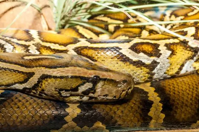 Shire of Mount Alexander