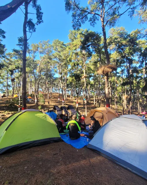 Wisata Hutan Pinus Rombeng