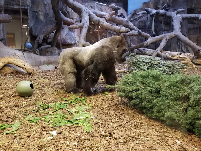 Hubbard Orangutan Forest