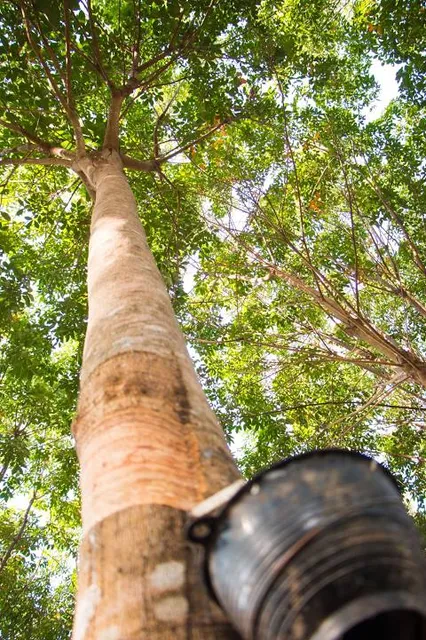 Floresta Nacional de Saracá-Taquera
