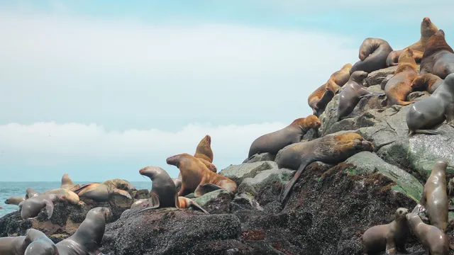 Mar Adentro Excursiones / Mar Adentro Peru