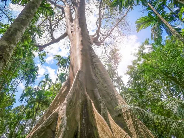 Witches Falls walking track