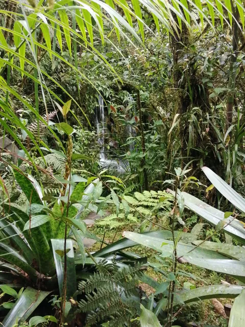 Nectandra Cloud Forest Reserve