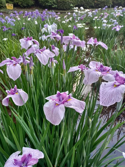 Machida Yakushiike Park Shikisai-no-Mori Peony Garden