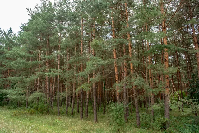 Fenyőfői ősfenyves Természetvédelmi terület