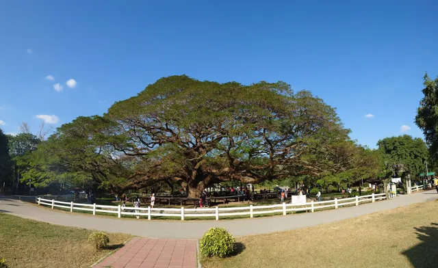 Giant Monkey Pod Tree