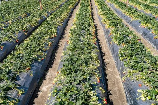 Central Gardens of North Iowa