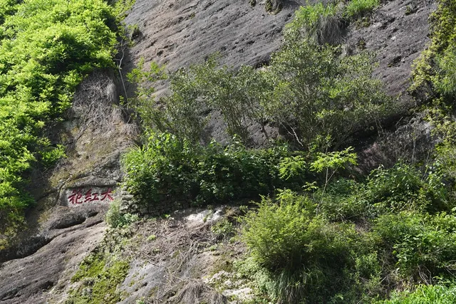 Dahongpao （Scarlet Robe） Tea Trees Scenic Area