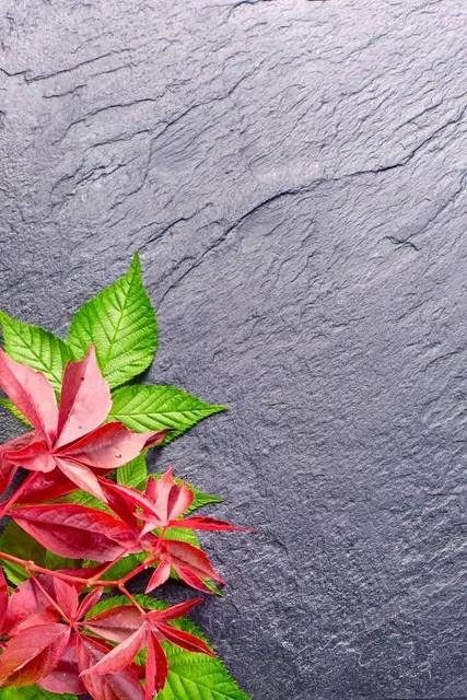 Ripple Marks of Sebayashi (dinosaur footprints)