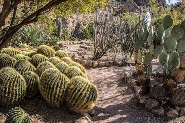 Arizona Garden