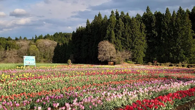 Shoko's Tulip Garden