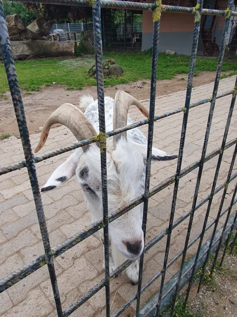 Streichelzoo Rülzheim