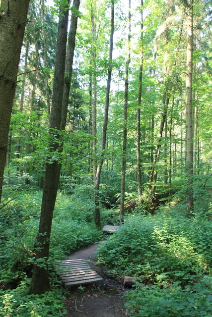 Eppinger Waldfühlpfad