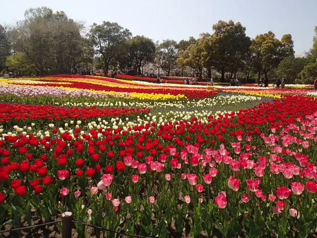 Bright Yellow Cosmos of Kiso Sansen Park