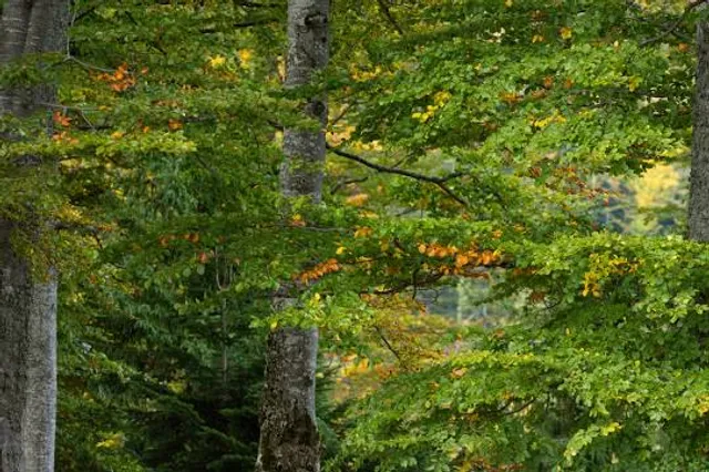 Clearwater Nature Center