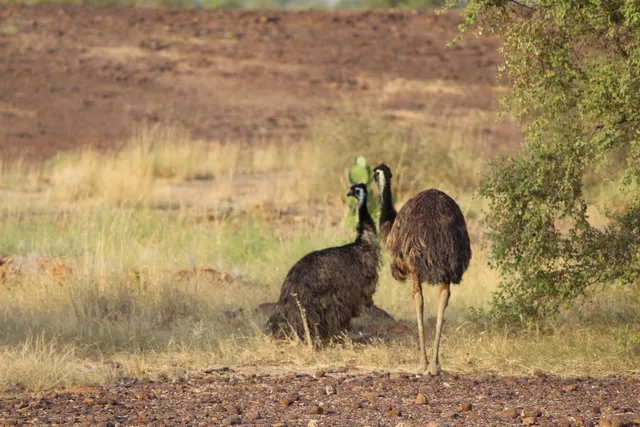 Akal Wood Fossil Park