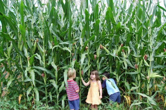 Eliada Corn Maze