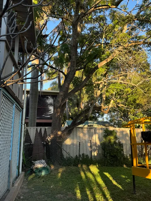 Arborist Tree Techs