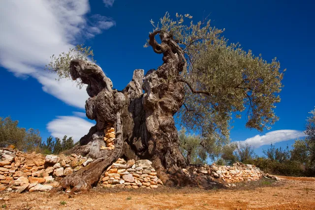 Àrea Interpretativa Oliveres Mil·lenàries