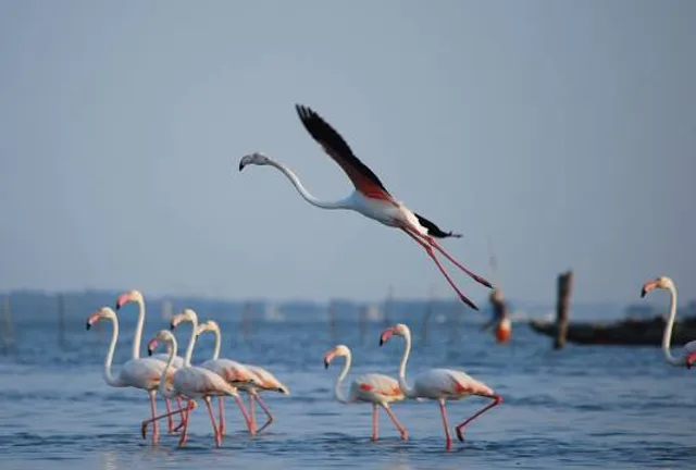 Pulicat Lagoon