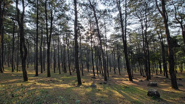 Đồi Thông Ba Vì