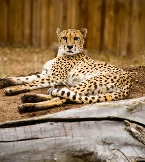 Denver Zoo