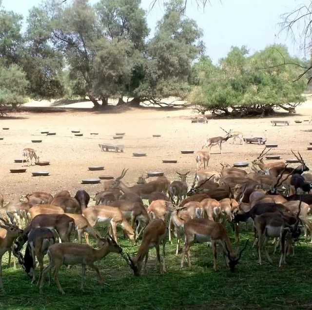 Lal Suhanra National Park