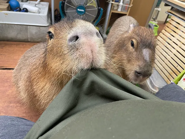 Capybara Land PUIPUI