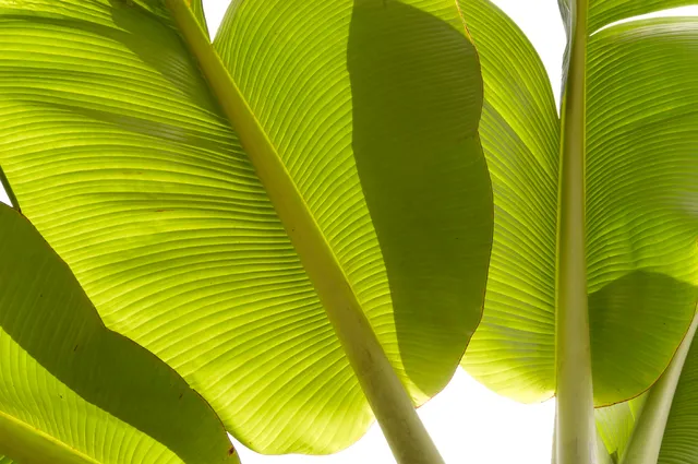 Erstes Deutsches Bananenmuseum