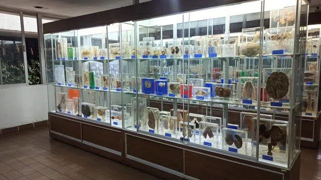 Museum of Pathological Anatomy